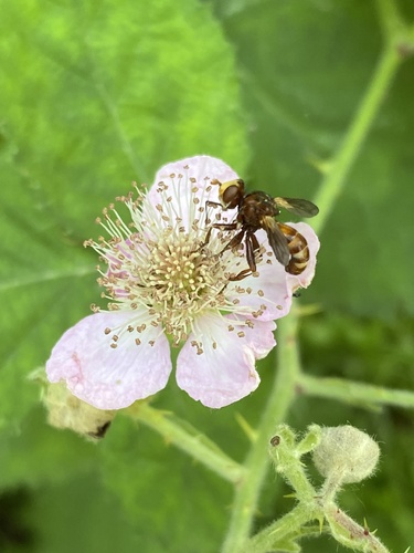 Ferruginous Bee-Grabber, Ouborg, Amsterdam, Noord-Holland, NL, photo 8 of 10
