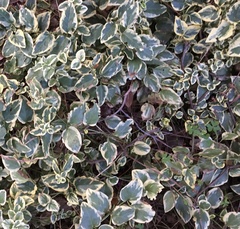 Hedera algeriensis