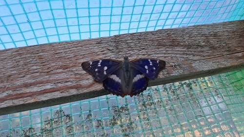 Lesser Purple Emperor
