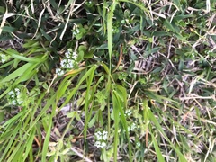Valerianella locusta