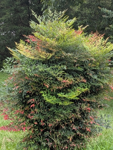 Heavenly bamboo