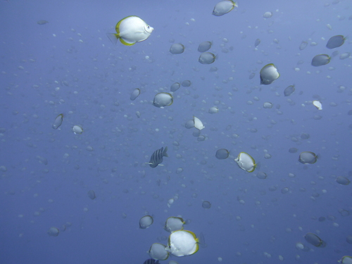 St. Helena butterflyfish (Chaetodon sanctaehelenae) — Chaetodontidae — 2