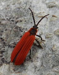 Dictyoptera aurora