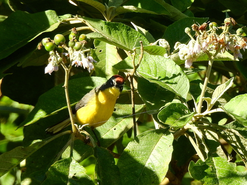 Brown-capped Whitestart (Myioborus brunniceps), photo 7