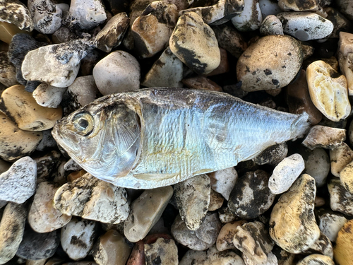 Gulf menhaden (Brevoortia patronus) — Clupeidae — 5