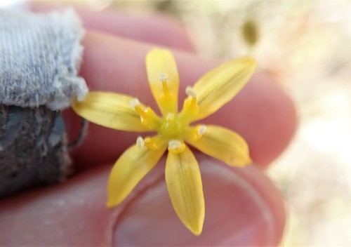 Image of Bloomeria clevelandii by (c) Millie Basden, some rights reserved (CC BY)