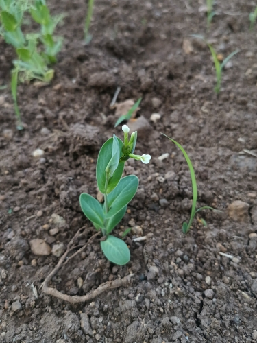 Conringia orientalis iNat (1)