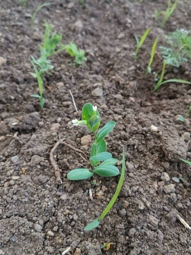 Conringia orientalis, photograph 5