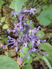 Plectranthus ambiguus