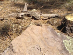 Sceloporus tristichus
