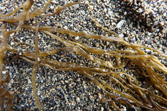 Melanosiphon intestinalis