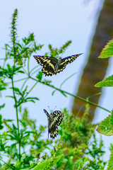 Papilio demodocus demodocus