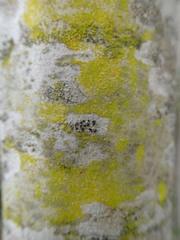 Afrocanthium mundianum