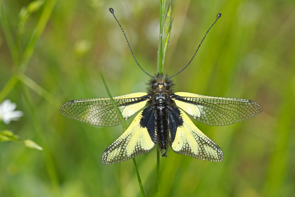 Owly Sulphur