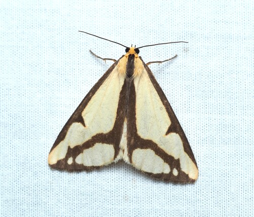 Leconte's Haploa Moth photo 4