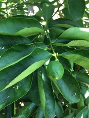 Citrus × latifolia