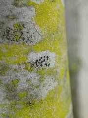 Afrocanthium mundianum