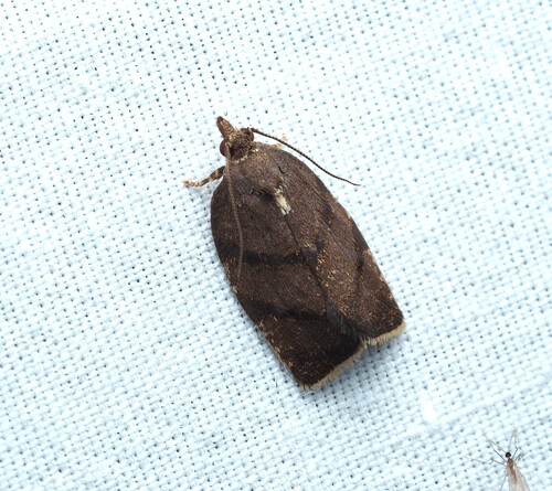 Hickory Leafroller Moth photo 4