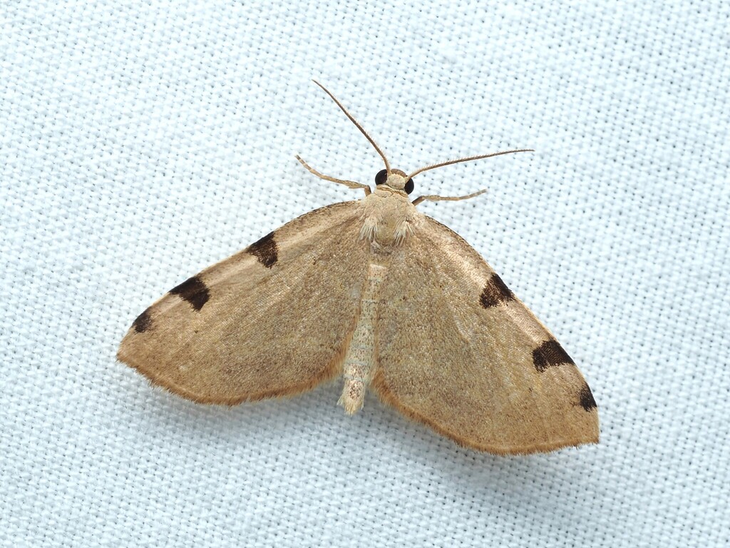 Three-spotted Fillip