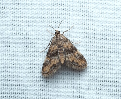 Waterlily Leafcutter Moth photo 4