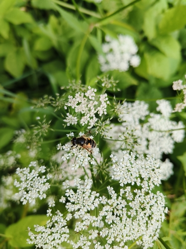 Stripe-winged Drone Fly
