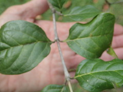 Afrocanthium mundianum