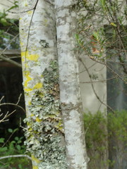 Afrocanthium mundianum