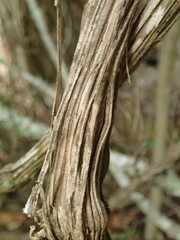 Clematis brachiata