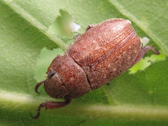 Adoretus tenuimaculatus