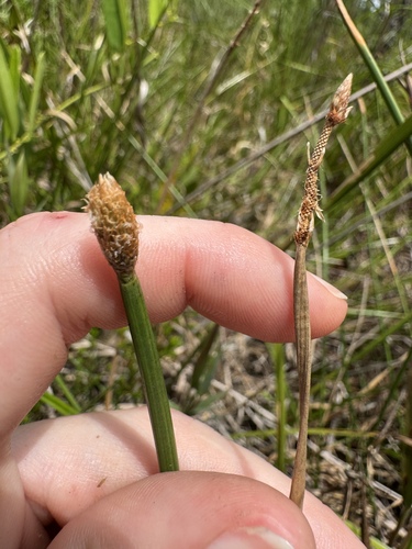Eleocharis montana observed 2026-06-24