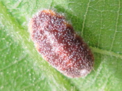 Drosicha corpulenta
