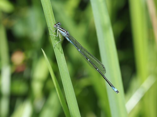 Stream Bluet photo 6