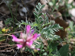 Astragalus vesicarius