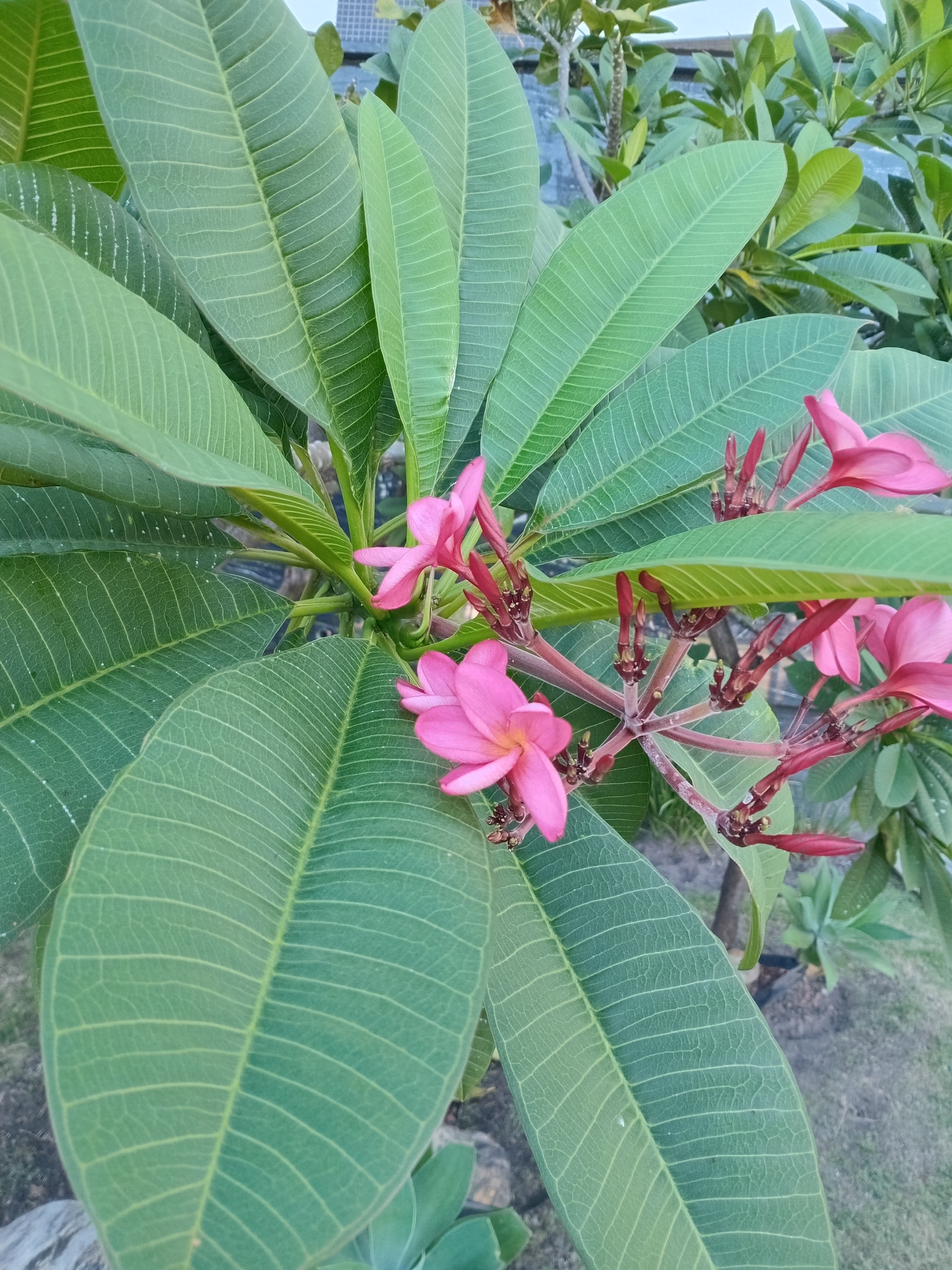 Plumeria rubra