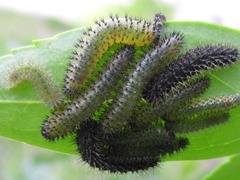 Apareophora forsythiae