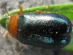 Smaragdina semiaurantiaca