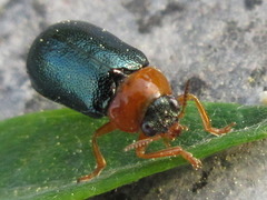 Smaragdina semiaurantiaca