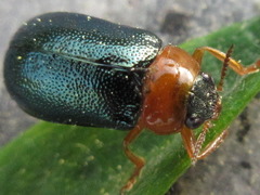Smaragdina semiaurantiaca