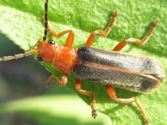 Cantharis soeulensis