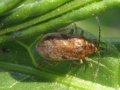 Galerucella grisescens