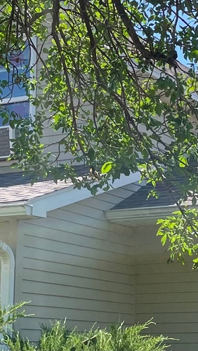 Baltimore Oriole