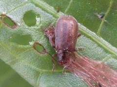 Galerucella grisescens