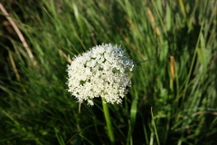 Endressia pyrenaica