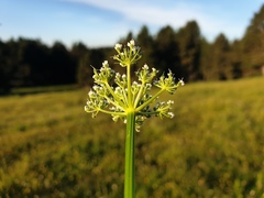 Endressia pyrenaica, photograph (c) Clément Maouche, some rights reserved (CC BY)