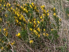 Chamaecytisus ratisbonensis