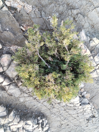 Arthrocaulon macrostachyum, photograph 3