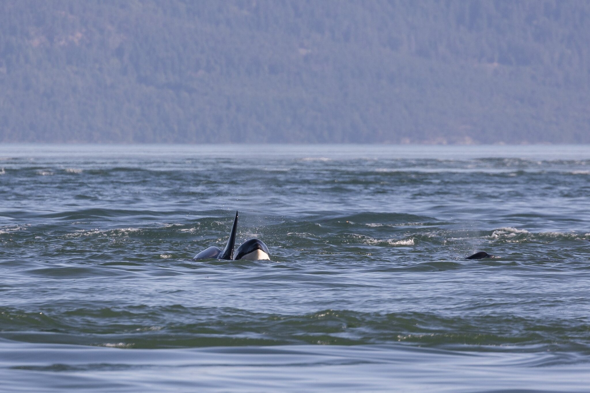 Orcinus orca