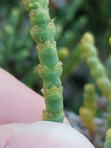 Arthrocaulon macrostachyum, photograph 4