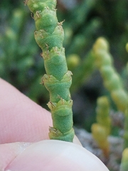 (c) Dino Babić, some rights reserved (CC BY) Arthrocaulon macrostachyum, photograph (c) Dino Babić, some rights reserved (CC BY)