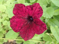Petunia